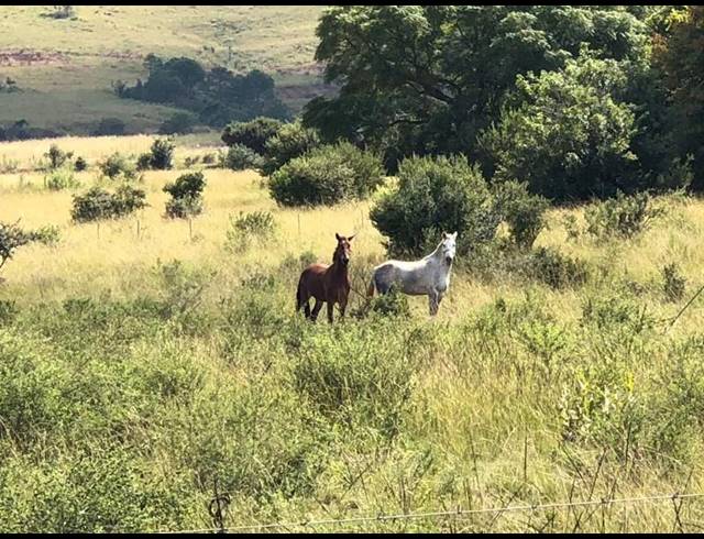 FARM FOR SALE IN LYDENBURG RURAL